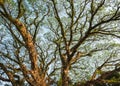 branch ,tree,Leaves,Samanea saman