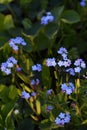 Perennial herb beautiful blue alpine flowers Forget Me Not, family Boraginaceae