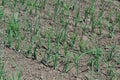 Onion bulb, green sprouts on a black background. Spring day, home garden. Allium sepa Royalty Free Stock Photo