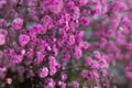 Dyed sky star-Gypsophila paniculata L.