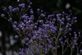 Dyed sky star-Gypsophila paniculata L. Royalty Free Stock Photo