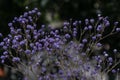 Dyed sky star-Gypsophila paniculata L.