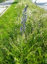 Perennial herb is relatively abundant in our country and it thrives in gardens. From May to October you will be rewarded