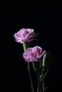 perennial herbaceous plant carnation on a dark background