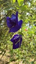 Clitoria ternatea or katarolu flower Royalty Free Stock Photo