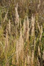 Fragrant spikelet ordinary