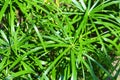 Bright saturated green leaves of the home cyperus flower, crossed by a network of linear leaves. Royalty Free Stock Photo