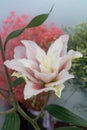 Lilium brownii var. viridulum-cut flower