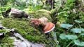 Perennial Heterobasidion fungus on a fallen tree among forest vegetation.