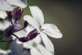 Perennial honesty flowers