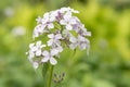 Perennial honesty, Lunaria rediviva, close-up flowers