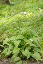 Perennial honesty, Lunaria rediviva, flowering plant