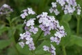 Perennial honesty, Lunaria rediviva, pink flowers