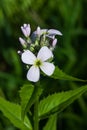 Perennial honesty or Lunaria rediviva flowers macro with bokeh background, selective focus, shallow DOF