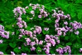 Perennial honesty or Lunaria rediviva flowers macro with dark bokeh background, selective focus, shallow DOF.