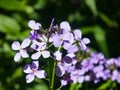 Perennial honesty or Lunaria rediviva flowers macro with bokeh background, selective focus, shallow DOF