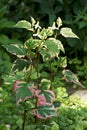 Perennial - Houttuynia cordata Chameleon