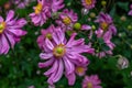 Perennial Japanese Anemone X September Charm Wildflower 'Eriocapitella hupehensis'