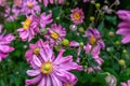 Perennial Japanese Anemone X September Charm Wildflower 'Eriocapitella hupehensis'