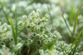 Perennial knawel, Scleranthus perennis