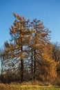 Perennial larch trees in the village of Yaropolets.