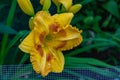 Perennial lemon yellow daylilies Hemerocallis Royalty Free Stock Photo