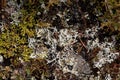 The perennial lichen Alectoria ochroleuca Royalty Free Stock Photo