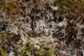 The perennial lichen Alectoria ochroleuca Royalty Free Stock Photo