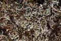 The perennial lichen Alectoria ochroleuca Royalty Free Stock Photo