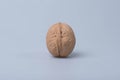 A perennial light brown walnut Royalty Free Stock Photo