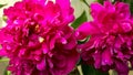 Perennial milky-flowered peony Paeonia lactiflora