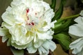 Perennial milky-flowered peony Paeonia lactiflora