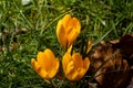 High resolution closeup of orange Crocus petals, and stamen in a natural woodland setting