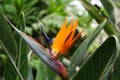 Perennial ornamental plant Strelitzia royal lat. - Strelitzia reginae