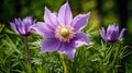 perennial pasque flower