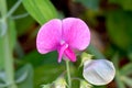 Perennial Sweet Pea Pink 01