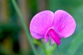 Perennial Sweet Pea Pink 02