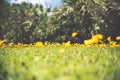 Perennial Peanut also yellow Arachis pintoi flower Royalty Free Stock Photo