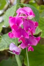 Perennial peavine Lathyrus latifolius, rose-pink flowers in close-up