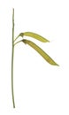 Perennial peavine, Lathyrus latifolius with seed pods isolated on white background