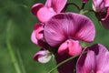 Perennial peavine or perennial pea flower