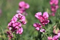 Perennial peavine or perennial pea flower