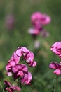 Perennial peavine or perennial pea flower