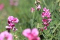 Perennial peavine or perennial pea flower