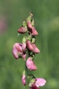 Perennial peavine or perennial pea flower