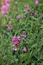 Perennial peavine or perennial pea flower