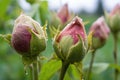 perennial peony buds just before they burst open