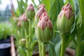 perennial peony buds just before they burst open