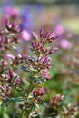 Perennial phlox Amethyst