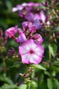 Perennial phlox Amethyst